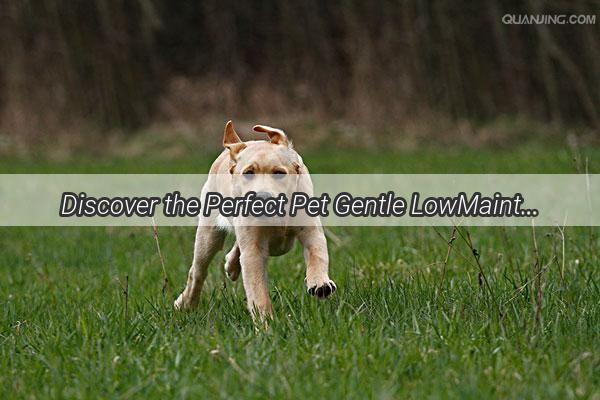 Discover the Perfect Pet Gentle LowMaintenance and BudgetFriendly Pups